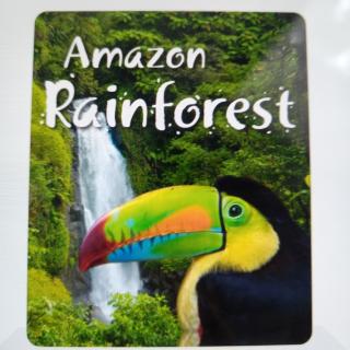 Amazon  Rainforest