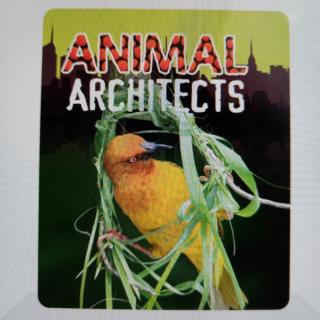 Animal Architects