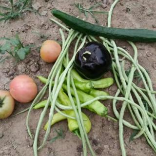 河北人夏天逃不过的噩梦“豆角”