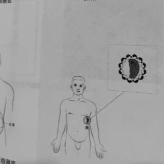 五脏六腑的太极器官