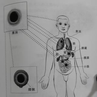 黑洞式太极器官