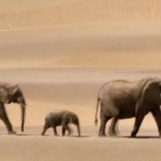 【旺旺电台】《沙漠里的象妈妈》