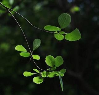 《立秋：卷簾涼暗度》