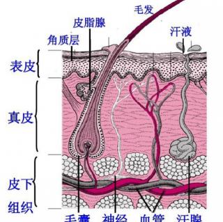 认识皮肤和汗腺