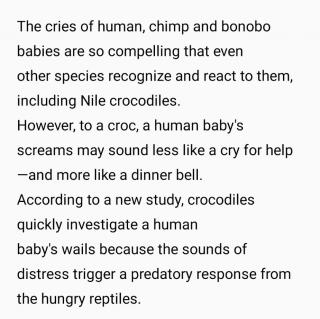 20230816新研究：鳄鱼对人类幼崽哭声的反应惊人
