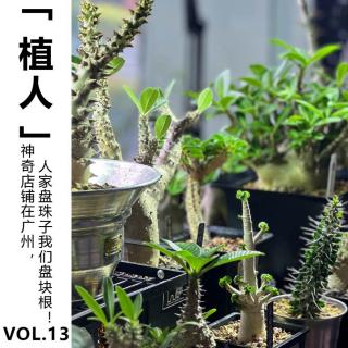 Vol.13【植人】 神奇店铺在广州，人家盘珠子我们盘块根！