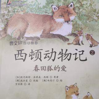 《西顿动物记》——春田狐的爱（上）