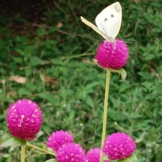 一年级下册《棉花姑娘》