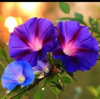 紫蓝色的牵牛花