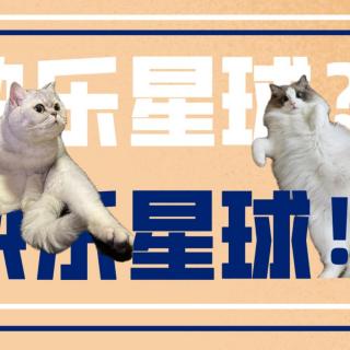 10.小jin： 养猫人的乐与乐