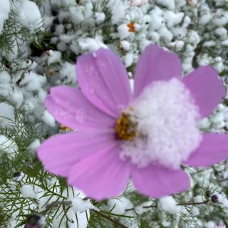 那片雪花