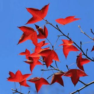 寂静的秋天  逸野