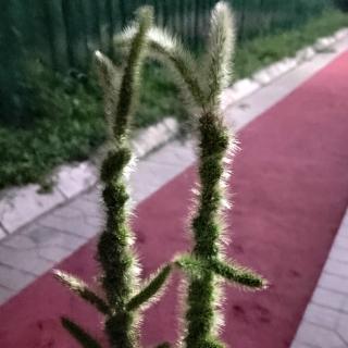 《稻草人》