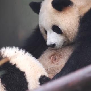 熊猫🐼配乐3