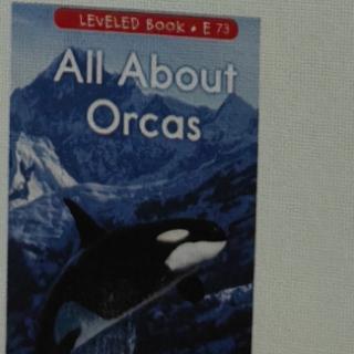 All about Orcas