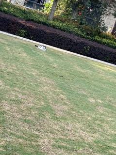 草地上的一只猫