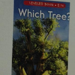 Which trees