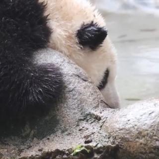 熊猫音乐5