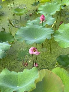 荷塘月色（节选）作者：朱自清