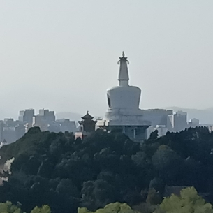 雨中的凌霄花