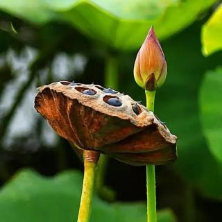 人间一场雨，悄悄几许凉