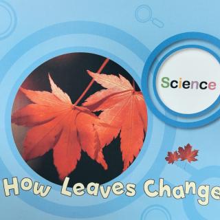 How leaves change