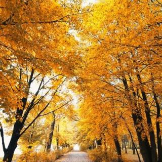 诗歌《秋天的颜色》习沐彦朗诵
