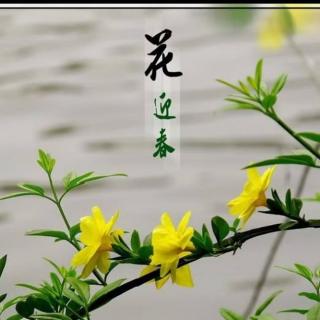 迎春花