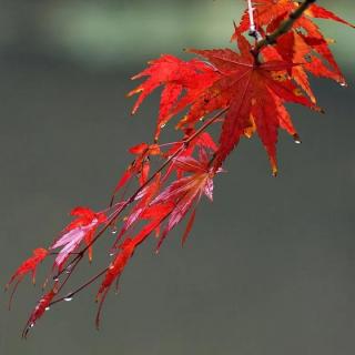 秋雨/张爱玲