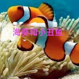 睡前故事:《海葵和小丑鱼》