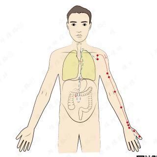1.手太阴肺经