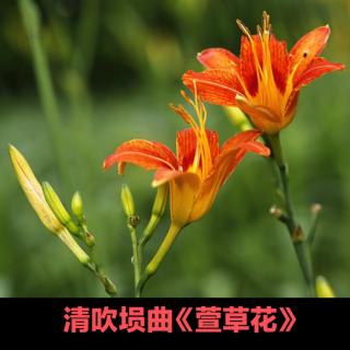 清吹埙曲《萱草花》