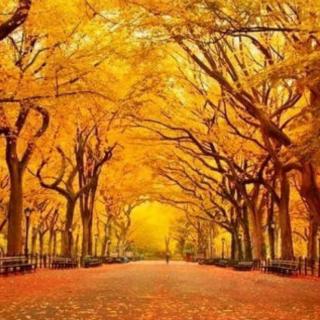 巜秋天是一场盛大的离别》作者：碑林路人