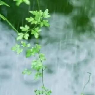 初夏细雨        菊生