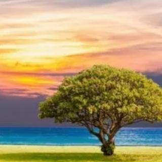 《生命就像一棵树》
作者：一米阳光