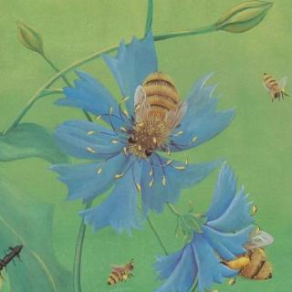 蜜蜂——科普绘本