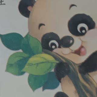 国宝--大熊猫