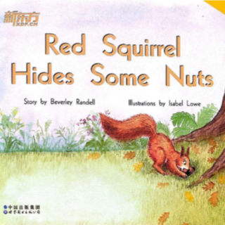 Red squirrel hides some nuts故事