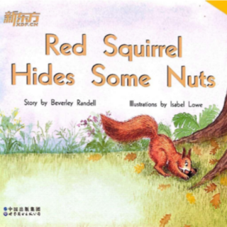 Red squirrel hides some nuts重点摘要