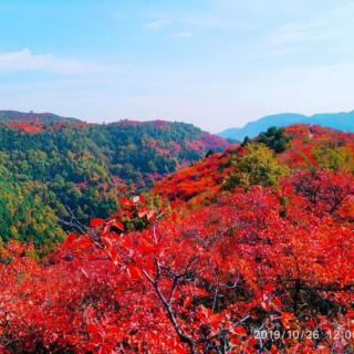 《香山红叶》作者  国风    朗诵   茉莉