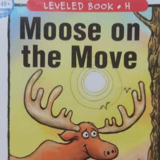 RAZ-H-Moose on the Move