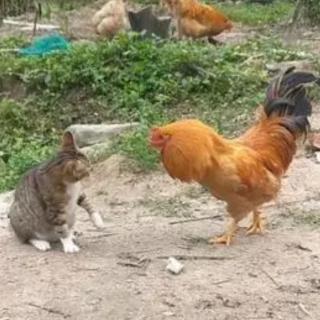 鸡和猫调工作