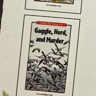 Gaggle,herd and murder