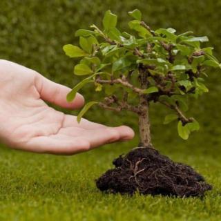 《一生种树只想做颗绿色种子》作者：周承强