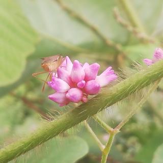 诺桑觉寺 5章英语