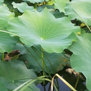 10.28日《朝花夕拾》60/71