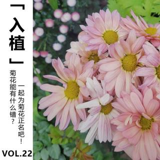 Vol.22【入植】菊花能有什么错? 一起为菊花正名吧!