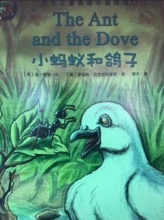 the ant and the dove