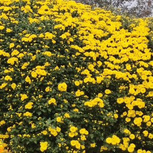 彭波《野菊花》