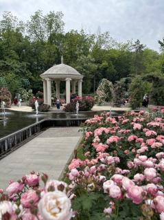 Flowers Bloom in Garden